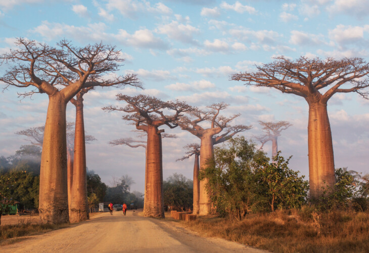 Madagascar - Morondava, allée des baobabs (Photos Nathanaël O.) 2
