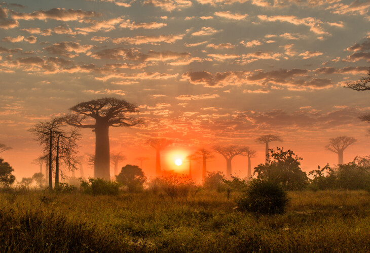 Madagascar - Morondava, allée des baobabs (Photos Nathanaël O.) 4