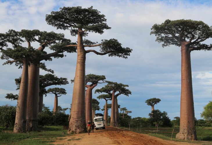 Madagascar - allée des baobas (Cédric Severe) 1 HD