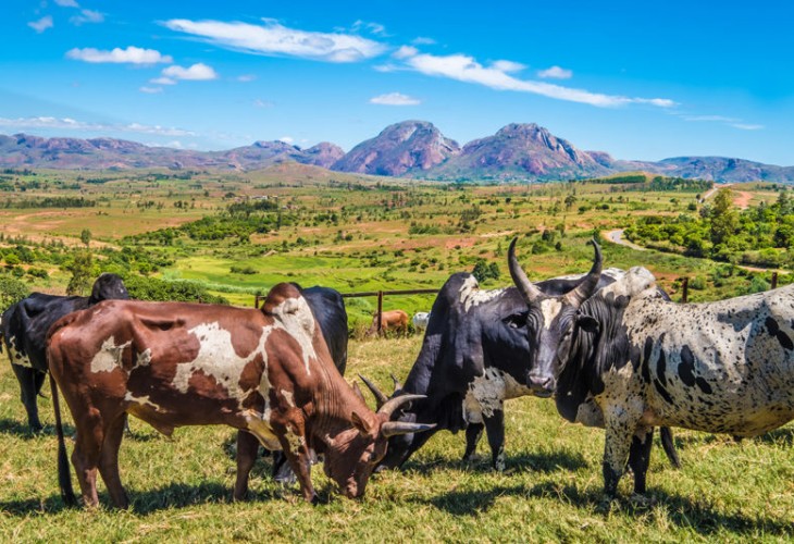 Weekly zebu market in Ambalavao in the the Central Highlands of