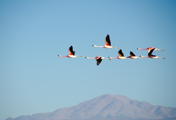 Flamants sauvages