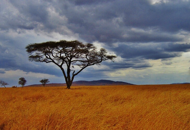 Décor magique dans le parc national du Tarangire