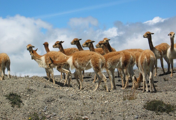 Guanaco, vigogne, lama, alpaga ? Venez découvrir la faune de la Cordillère des Andes