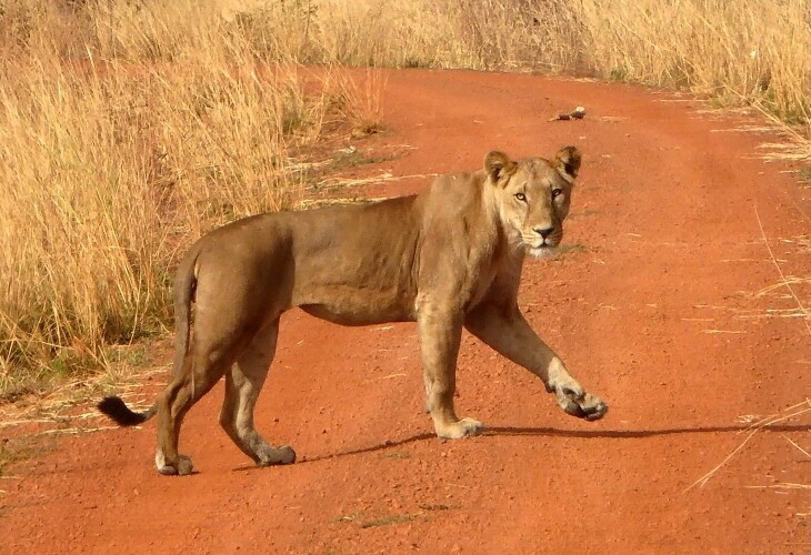 Le lion nous a vus dans le parc de la Pendjari