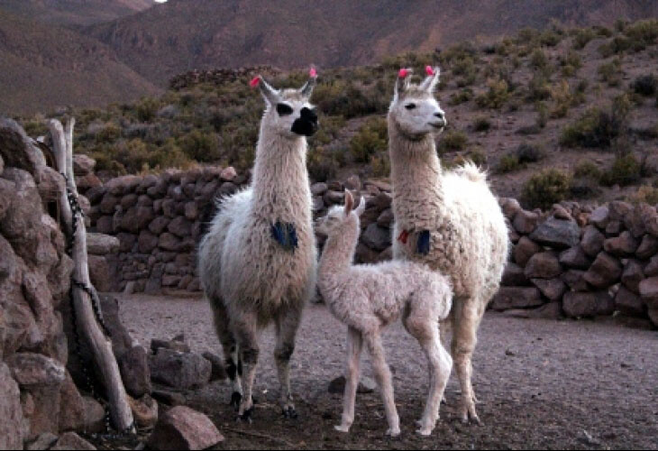 Lamas au niveau du coral - salar d'Uyuni