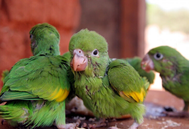 Perroquets Amazonie