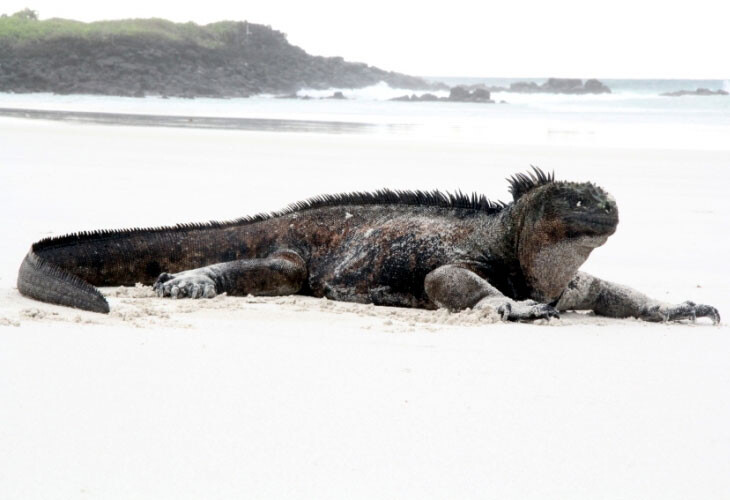 Iguane des Galapagos