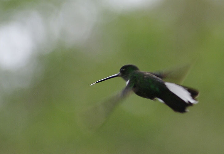 Colibri