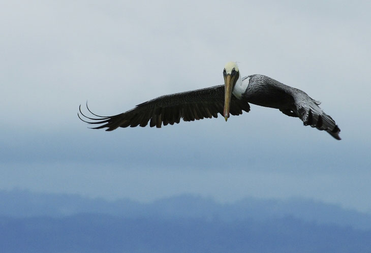 Pacifique Equateur