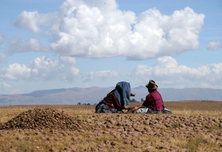 Chinchero : papas peruanas !