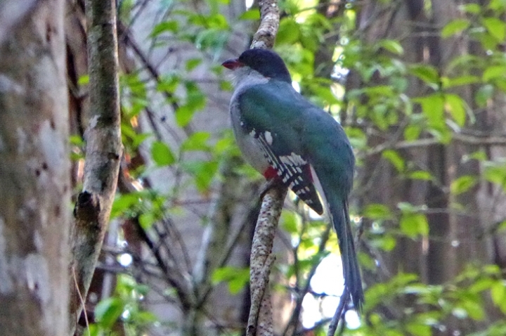 Découverte de la faune endémique de Cuba. Nouveauté 2018