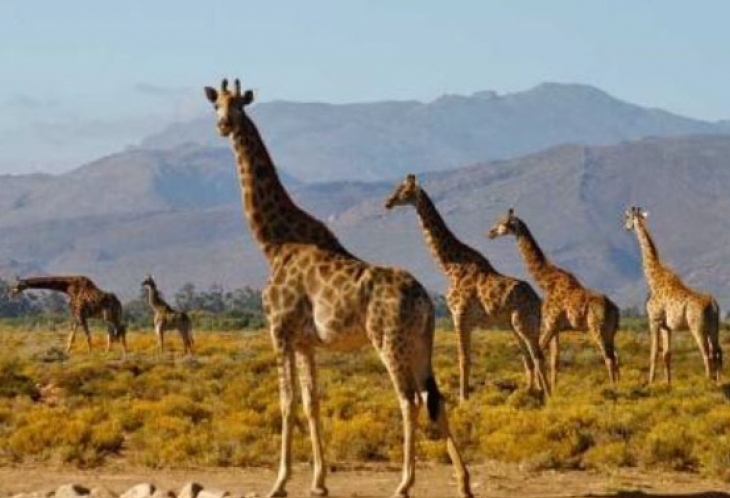 Girafes