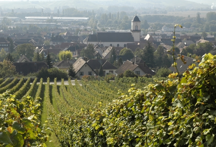 Vignoble Alsacien