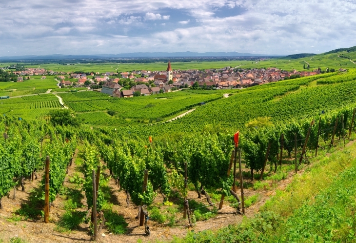 Vignoble