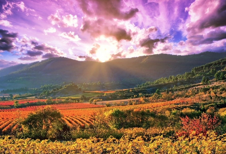Vignes aux couleurs de l'automne