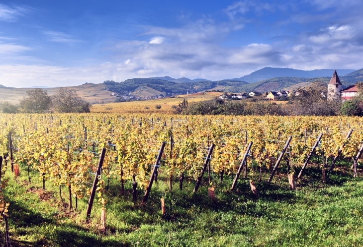 Au fil des vignes