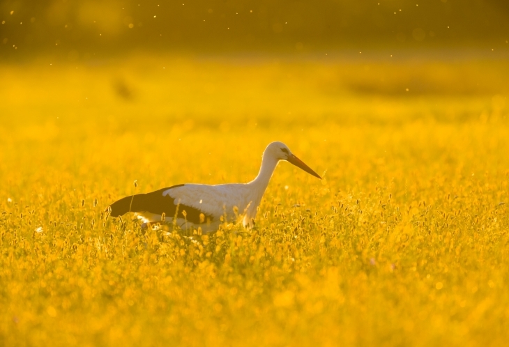 Cigogne