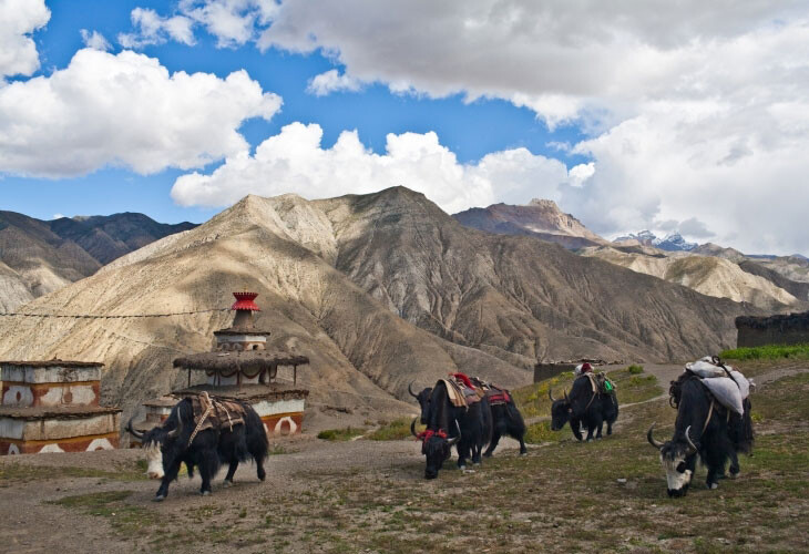 Dolpo