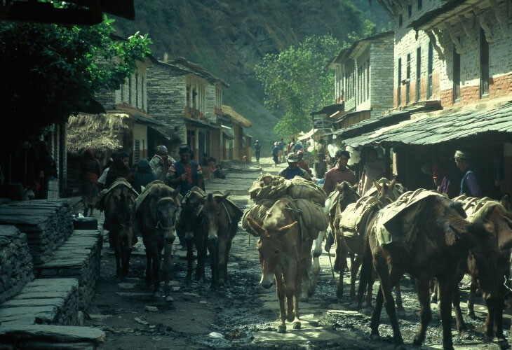 Mules