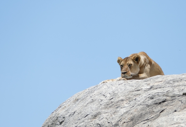 Lion dans le Serengeti