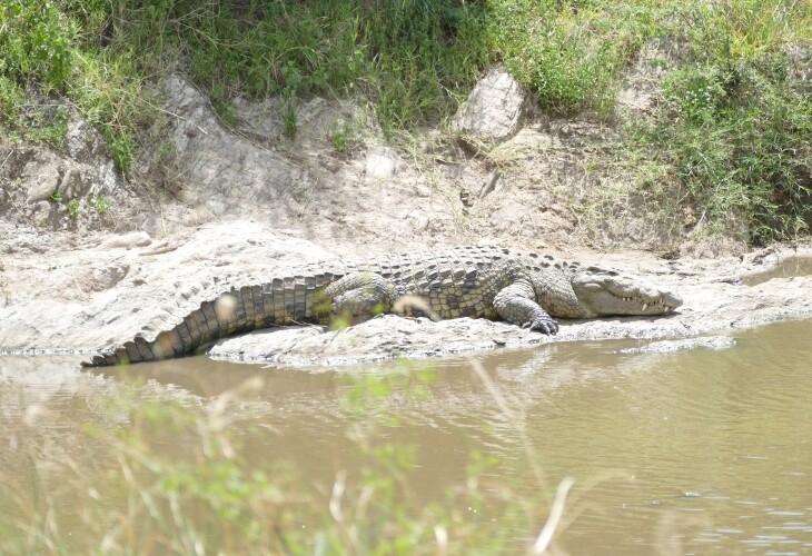 Crocodile dans le Serengeti