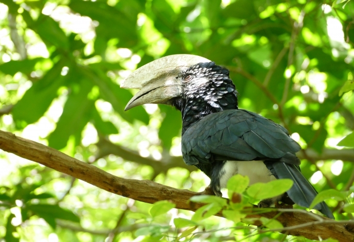 Parc du Lac Manyara