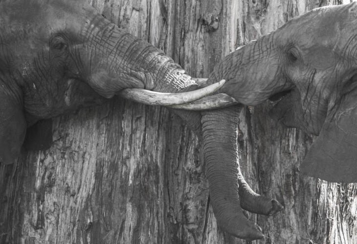 Elephants dans le Parc du Tarangire