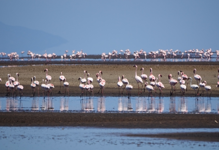 Flamants roses