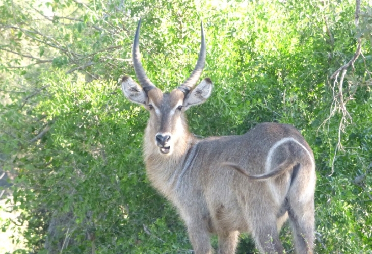 Impala dans le Kruger