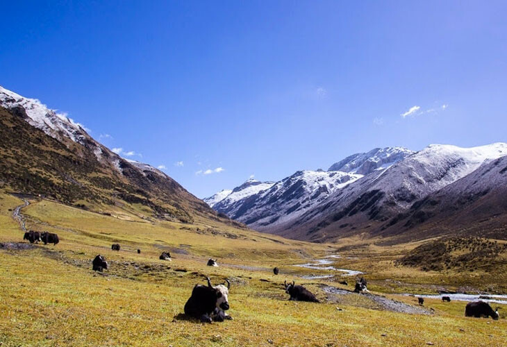 Troupeau de yaks en altitude