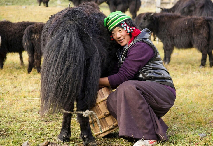 Traite des yaks femelles