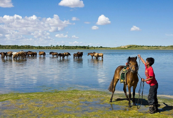 Une oasis pour chevaux