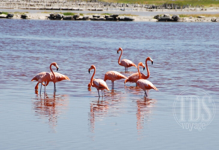 Observation des flamants roses dans les salines