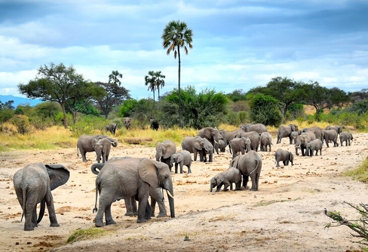 La richesse de la faune et de la flore en Tanzanie