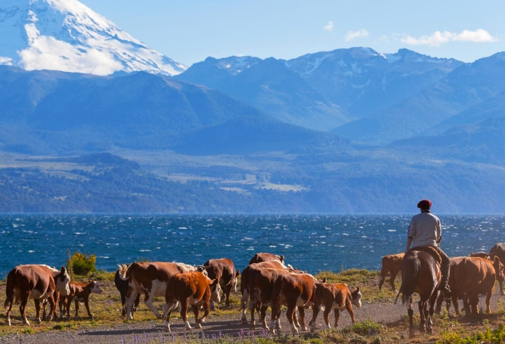 Un Gaucho et son troupeau