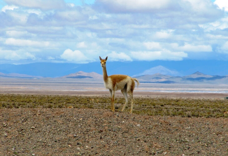 A Salinas Grandes