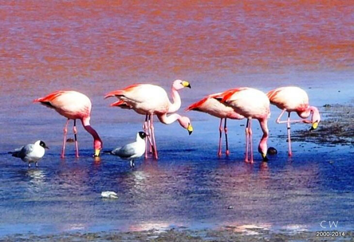 Laguna colorada, Bolivie