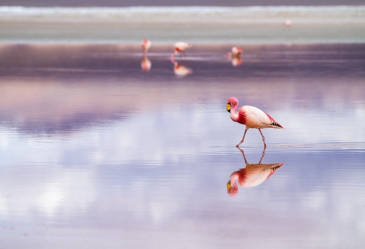 La laguna colorada en Bolivie