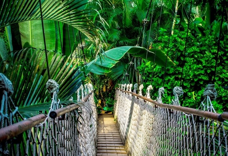 Une petite balade dans la jungle...