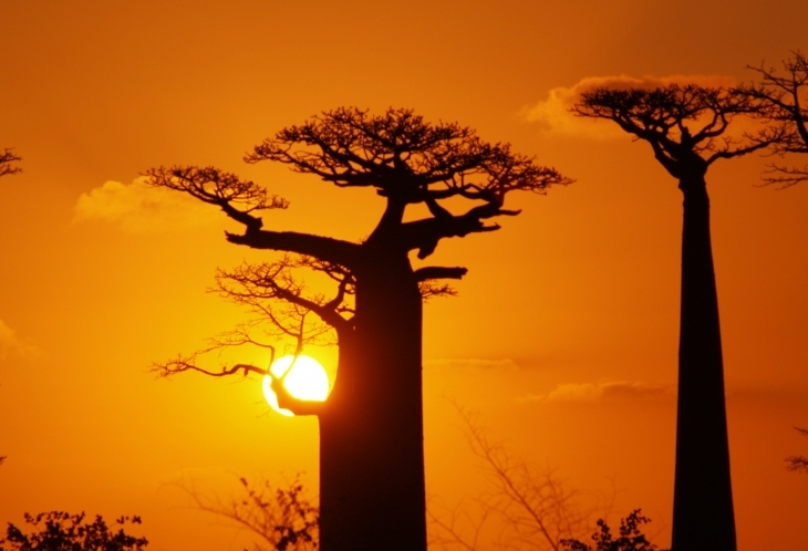 Baobab au coucher du soleil, Madagascar