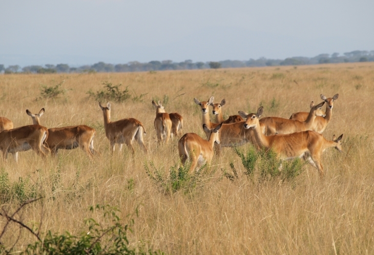 La faune sauvage en Ouganda