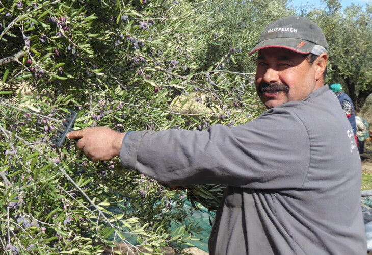 Cueillette des olives