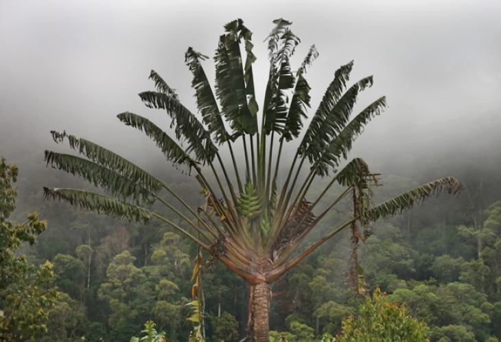 Arbre du voyageur - emblème de Madagascar