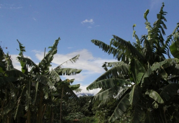 Pérou Vallée tropicale