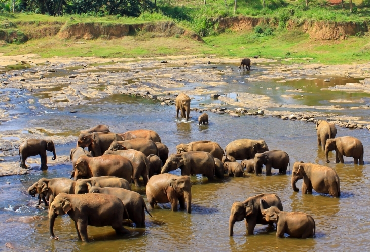 Eléphants