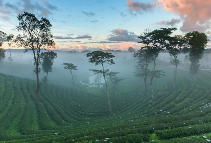 Plantation de thé