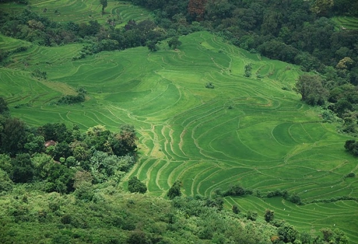 Rizières