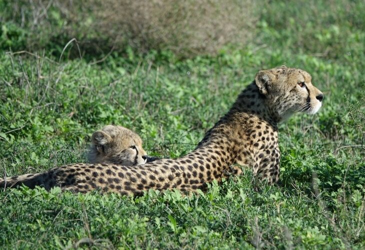 Guépards dans le Serengeti