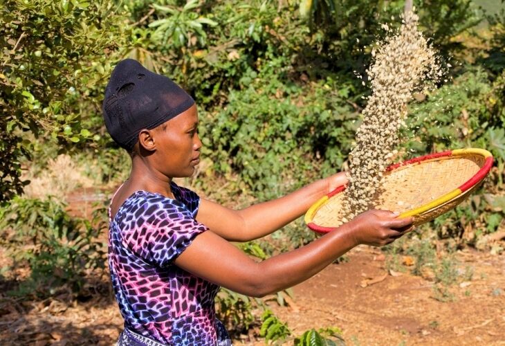 Plantation de café locale