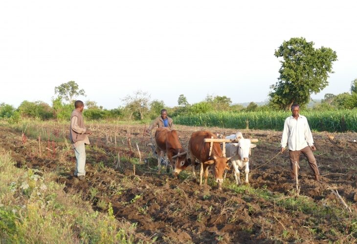Agriculture à Nyamburi
